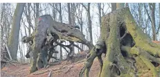  ?? FOTO: KNORR ?? Nach einem Sturm mussten zehn Bäume auf der Motte Horbes Bergske in der Grasheide bei Mülhausen gefällt werden.