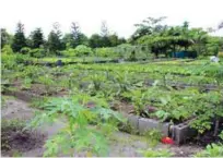  ??  ?? The organic plants inside the greenhouse and organic vegetable garden, which is also irrigated by the solar facility inside the compound, benefit from solar pumping system.