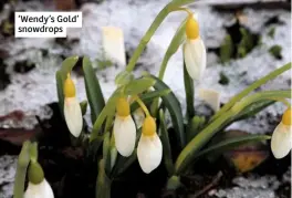  ??  ?? ‘Wendy’s Gold’ snowdrops