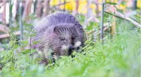  ??  ?? Protected Beavers are a European Protected Species