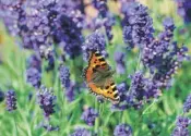  ??  ?? Try planting lavender, which deer don’t like – but they love rowan. They will also eat tree bark in winter, and can also damage trees by rubbing off the velvet from new antlers onto them