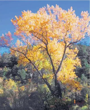  ??  ?? The Jemez Mountain Trail Sale, Oct. 17-18, is the perfect time to see fall color at its peak in the Jemez Valley.