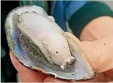  ?? NELSON SNIPPETS ?? A dorid nudibranch, a common sea slug found in Tasman Bay. The sea slug is pictured in a mussel shell.