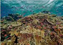  ?? J. SUMERLING/ASSOCIATED PRESS FILE PHOTO ?? Small fish school in waters of Ribbon Reef No. 10 near Cairns, Australia, in September, 2017. Australia’s Great Barrier Reef is suffering widespread and severe coral bleaching due to high ocean temperatur­es a government agency said Friday.
