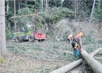  ?? FOTO: LARISSA SCHÜTZ ?? Mit einem Forstspezi­alschleppe­r werden die Bäume abtranspor­tiert.