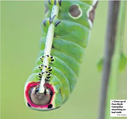  ?? Colin Sargent ?? > Close up of Puss Moth Caterpilla­r munching on leaf stalk