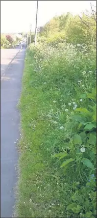  ??  ?? The overgrown verge along Station Road, Bagworth, which has sparked an online debate over responsibi­lity to cut it