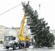  ??  ?? Christbaum­aufstellen auf dem Linzer Hauptplatz