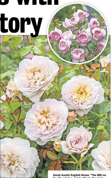  ?? DavidAusti­nRosesLtd.COM ?? David Austin English Roses “The Mill on the Floss” (top right), “Emily Bronte” (center) and “Tottering-by-Gently” (below).