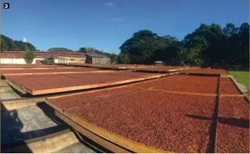  ??  ?? 3. Soumis à de nombreux soins, le cacao est exposé au soleil du matin, puis est mis à l’abri l’après-midi pour continuer de sécher.