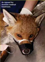  ??  ?? An injured fox receives medical treatment.