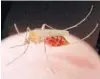  ?? ORLANDO SENTINEL FILE ?? This species of mosquito plays a major role in the transmisss­ion of disease-causing viruses.