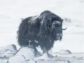  ?? ?? A musk ox searches the icy wastes looking for food, but it can become prey for bears