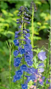  ??  ?? A spear of deep blue delphinium adds height among the border.