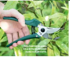  ??  ?? THE CURVED BLADES OF A BYPASS PRUNER MAKE CLEAN CUTS.