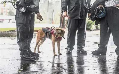  ?? — Bloomberg ?? On the job: Rescue workers standing with a search dog as they prepare to continue rescue efforts after Hurricane Florence in Wilmington, North Carolina.