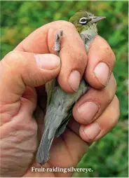  ??  ?? Fruit-raiding silvereye.