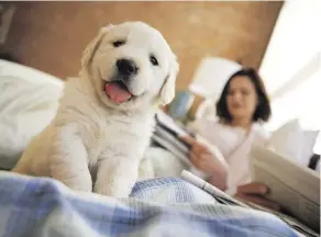  ?? GETTY IMAGES ?? A puppy can vastly improve the quality of your life, but these little furballs come with many, many responsibi­lities.