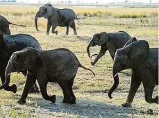  ?? Foto: Getty Images ?? V Botswaně žije skoro třetina všech slonů Afriky. V 60. letech tam měli deset tisíc slonů, teď jich je 130 000.