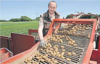  ??  ?? Landwirt André Sieben erntet jetzt die neuen Kartoffeln.