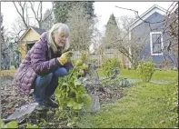  ?? (AP/Gillian Flaccus) ?? Crowley works in her winter garden at her home.