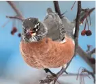  ?? FILE PHOTO ?? The robin is Wisconsin’s state bird and among its most common in summer.