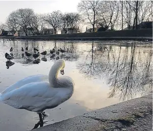  ??  ?? Our reader was sickened by the lack of compassion shown to a swan.