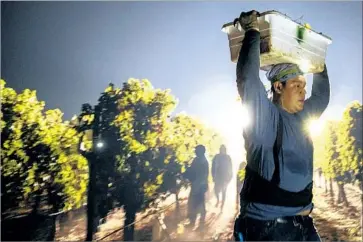  ?? Photograph­s by Brian van der Brug Los Angeles Times ?? A CREW carries bins of Cabernet Sauvignon grapes at Slinson Vineyard as the Nuns fire roared nearby.