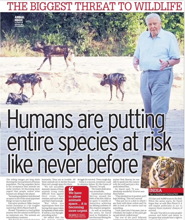  ??  ?? In front of wolves in Zimbabwe Tiger in Bandhavgar­h National Park