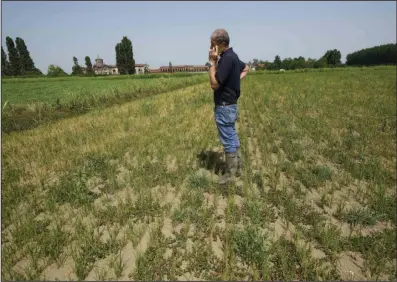  ?? (AP/Luca Bruno) ?? Rice farmer Giovanni Daghetta stands on a dried rice field, as he makes a call with a smartphone in Mortara, Lomellina area, Italy, late last month.