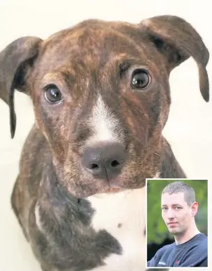  ??  ?? ●● Passers-by intervened when young Staffordsh­ire bull terrier Roxy was dragged along by her lead by owner Christophe­r Couper, inset