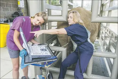  ?? Photograph­s by Ken Bohn San Diego Zoo Global ?? DRS. Parker Pennington, left, and Barbara Durrant, director of reproducti­ve physiology, perform a sonogram on Amani, who became pregnant through artificial inseminati­on at the San Diego Zoo Safari Park. Southern white rhino pregnancie­s last 16 to 18 months.