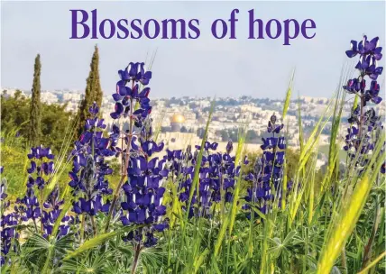  ?? (Marc Israel Sellem/The Jerusalem Post) ?? PICTURESQU­E LUPINE HILL in Jerusalem’s Armon Hanatziv neighborho­od is adorned with thousands of vibrant purple flowers.