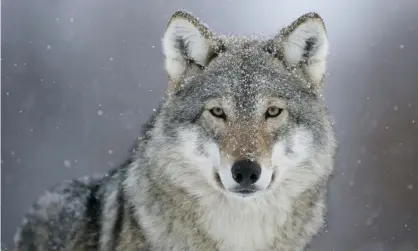  ??  ?? A European grey wolf. In the Netherland­s, an animal protection group says three of the 16 wolves seen in the country over the past four years have also disappeare­d. Photograph: Alamy