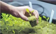  ??  ?? The Mississaug­a Food Bank is the first in Canada to be producing its own fish, top. Above, Romaine lettuce seedlings.