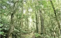  ??  ?? POKOK hutan yang menghiasi perjalanan sesejuk mata memandang.