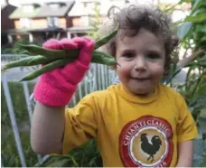  ?? STEVE RUSSELL/TORONTO STAR ?? Cy Rosenthal, 3, holds up some beans the family plans to pickle.