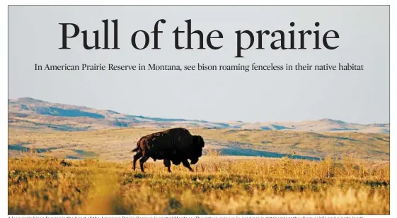  ??  ?? A lone male bison forages in the heart of the American Prairie Reserve in central Montana. The nature reserve-in-progress is stitched together from public and private lands.