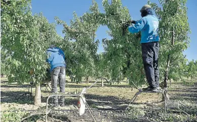  ?? VERÓNICA LACASA ?? Temporeros, ayer, en una finca de melocotone­s de Zaidín realizando labores de aclareo.