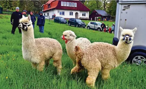  ?? NORMAN MEIßNER (2) ?? Die drei Alpakas Alma (rot), Pako (blau) und Flora (schwarz) fühlen sich nach wenigen Minuten des Kennenlern­ens auf dem Außengelän­de der Kinderwohn­gruppe „Sonnenhof“der Diakonie Gotha im Ortsteil Kahlenberg der Gemeinde Wutha-Farnroda wohl.