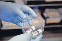  ?? AFP ?? A scientist holds samples of the potential oral vaccine for the Covid-19 in Burgess Hill south east England.