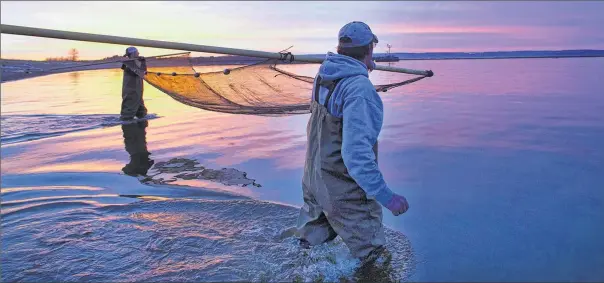  ??  ?? Brothers Brian (foreground) and Chad Sletten walk from shore with a seine net in search of smelt on a recent evening at the end of Wisconsin Point, which juts into Lake Superior in Superior. After a couple years of little or no smelt running, fans have...