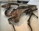  ?? FOTO: QUEEN'S UNIVERSITY
BELFAST ?? ■ Parasaurol­ophus walkeri var en växtätande dinosaurie med en kroppsläng­d på 7,5–10 meter, en vikt på 2,5 ton och med påfallande stort huvud. Skallens längd är 1,6 meter, inklusive den ihåliga kammen som kan ha fungerat som trumpethor­n då individern­a antas ha kommunicer­at genom att tuta till varandra. Att exemplaret ROM 768 har krokig hals beror enligt vad man vet i dag på en olycka.