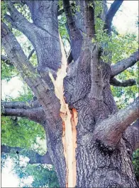  ?? [BARTLETT TREE EXPERTS] ?? A lightning strike has caused a large tree to split open.