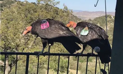  ?? Photograph: Cinda Mickols/AP ?? Condors outside Cinda Mickols’s home.