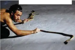  ??  ?? Photos show Amier El-Refaie dances and sways with a cobra during his show at the Red Sea resort of Sharm El-Sheikh, Egypt. —Reuters