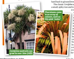  ??  ?? Cordyline australis can grow to over 10m (33ft) Phormiums come in an array of colours, such as this pink ‘Jester’