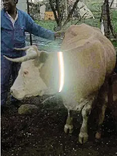 Animal reflector belts will help prevent crashes - PressReader