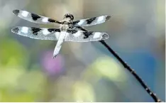  ??  ?? Twelve-spotted Skimmer dragonflie­s populate the marshy borders of lakes, ponds and slow streams from June to October in Southern Ontario to the north shore of Georgian Bay.