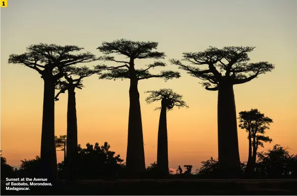  ?? ?? Sunset at the Avenue of Baobabs, Morondava, Madagascar.